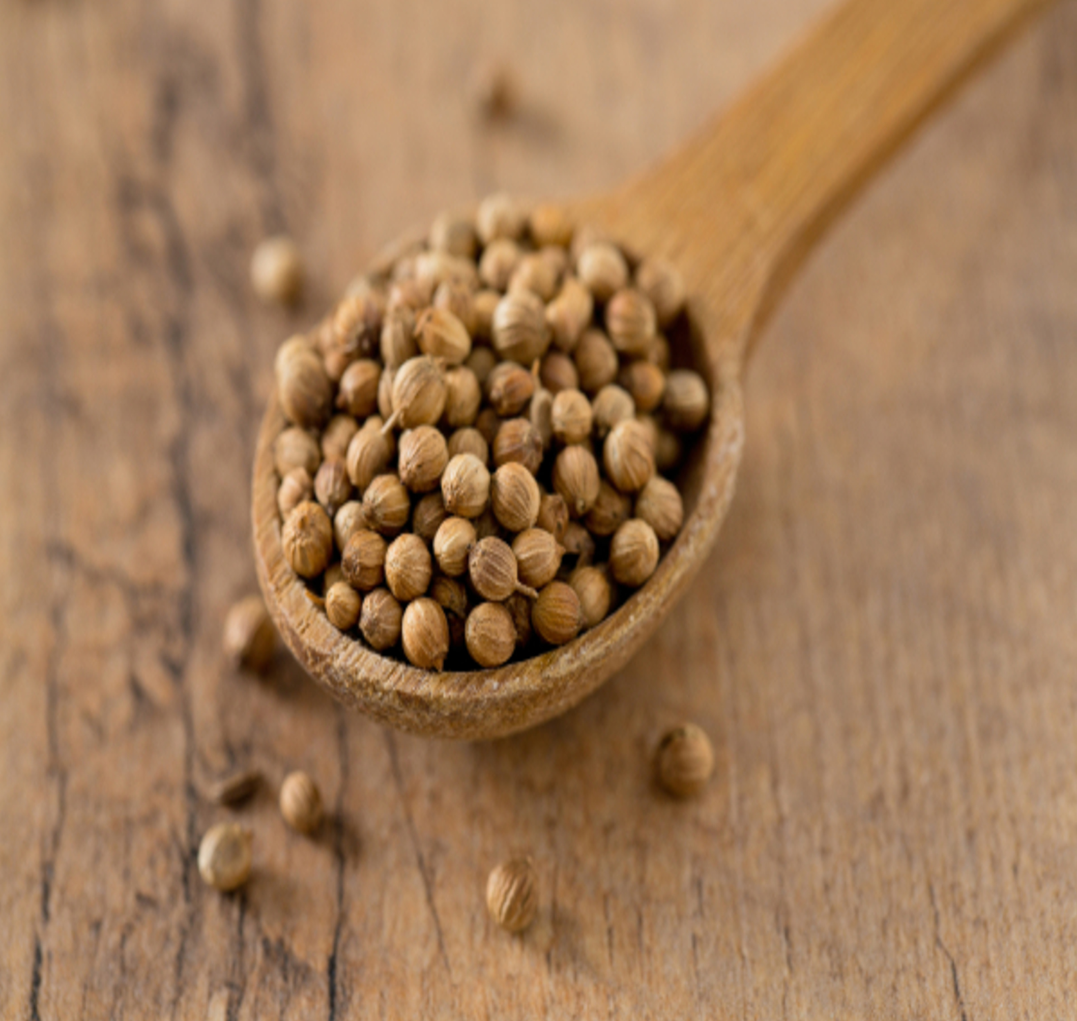 A pile of premium-quality coriander seeds, known for their fresh, earthy aroma and flavor, commonly used in Indian cuisine and spice blends.